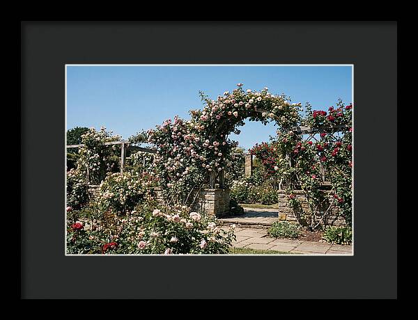 Heritage Rose Garden Bliss