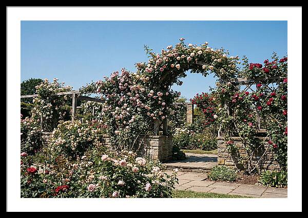 Heritage Rose Garden Bliss
