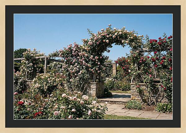 Heritage Rose Garden Bliss