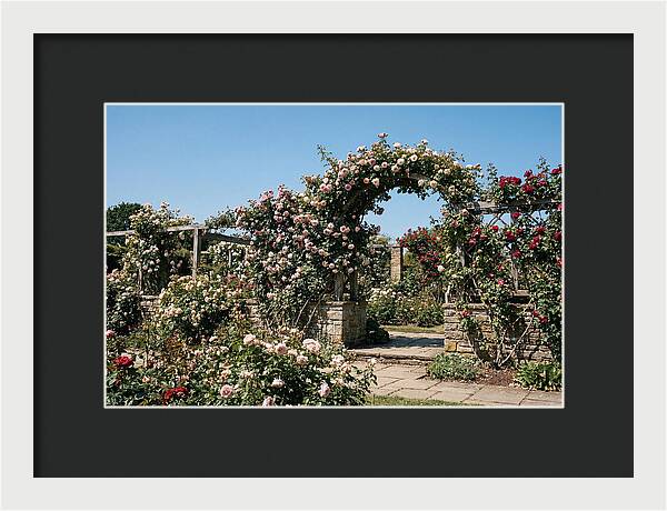 Heritage Rose Garden Bliss