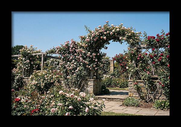 Heritage Rose Garden Bliss