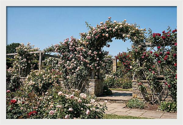Heritage Rose Garden Bliss