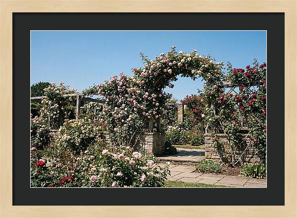 Heritage Rose Garden Bliss