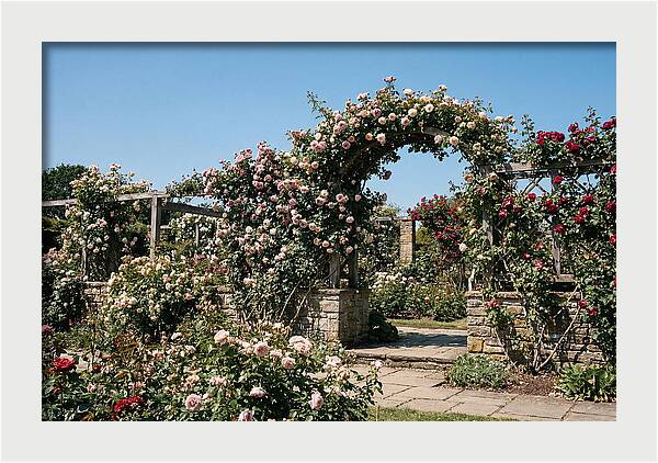 Heritage Rose Garden Bliss