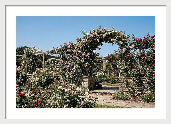 Heritage Rose Garden Bliss
