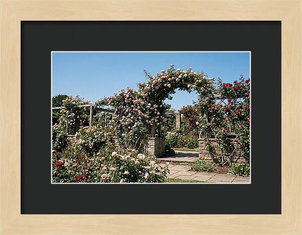 Heritage Rose Garden Bliss