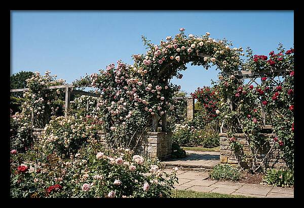 Heritage Rose Garden Bliss
