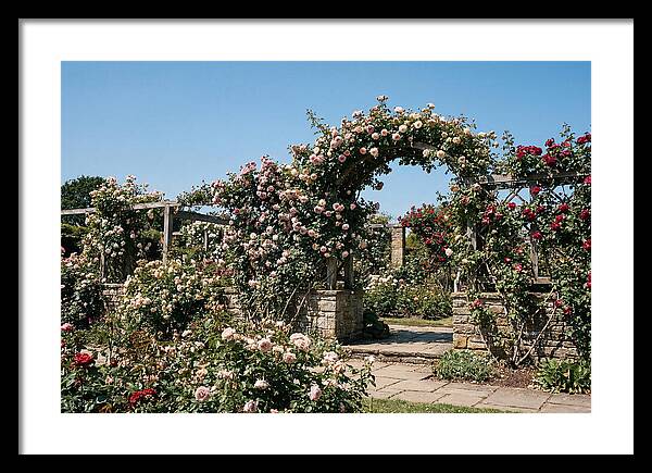 Heritage Rose Garden Bliss