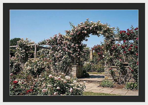 Heritage Rose Garden Bliss