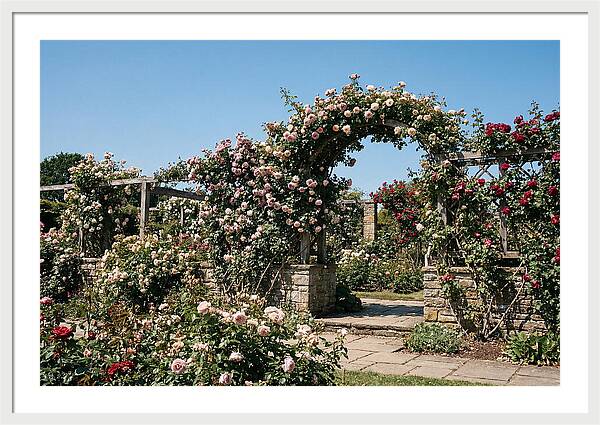 Heritage Rose Garden Bliss