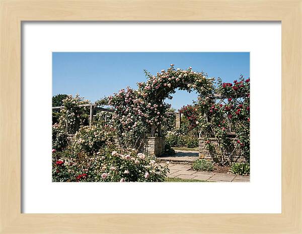 Heritage Rose Garden Bliss