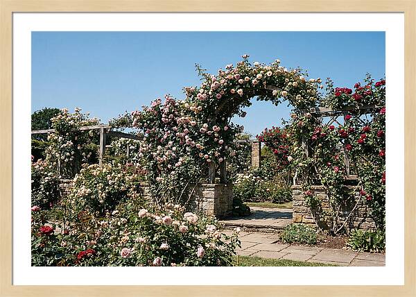 Heritage Rose Garden Bliss