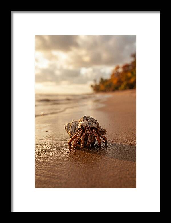 Hermit Crab On Sandy Beach