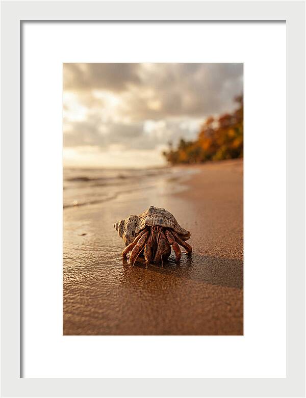 Hermit Crab On Sandy Beach