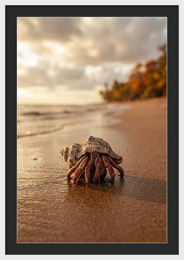 Hermit Crab On Sandy Beach