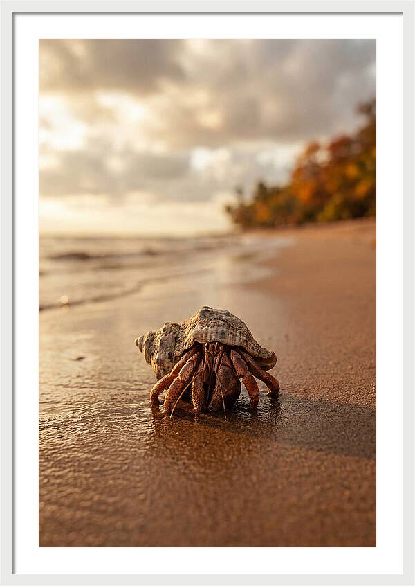 Hermit Crab On Sandy Beach