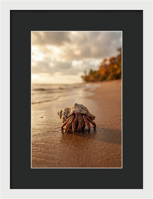 Hermit Crab On Sandy Beach