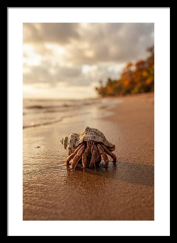 Hermit Crab On Sandy Beach