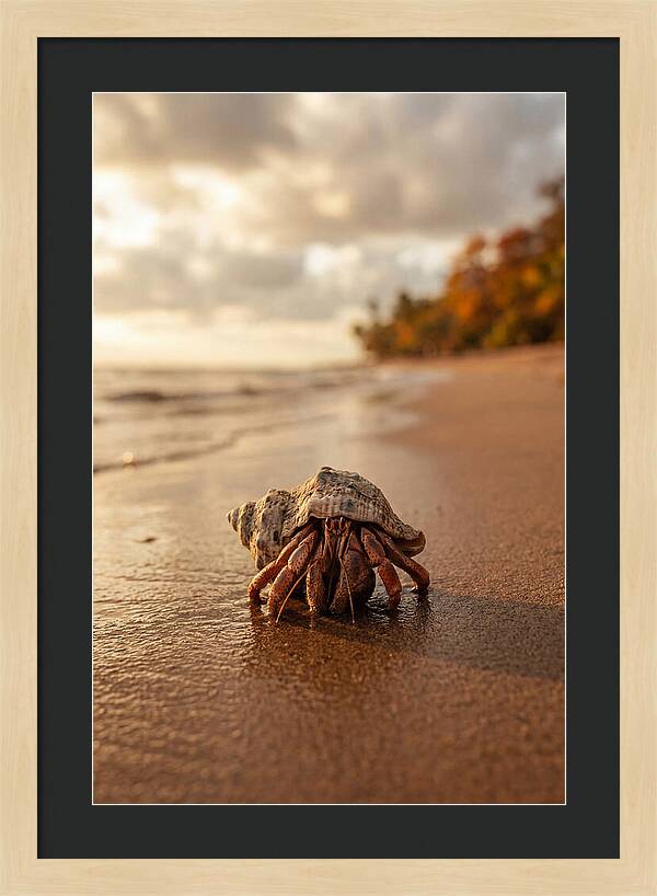 Hermit Crab On Sandy Beach