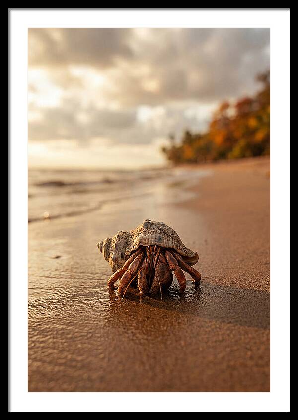 Hermit Crab On Sandy Beach