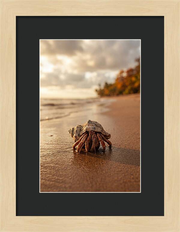 Hermit Crab On Sandy Beach