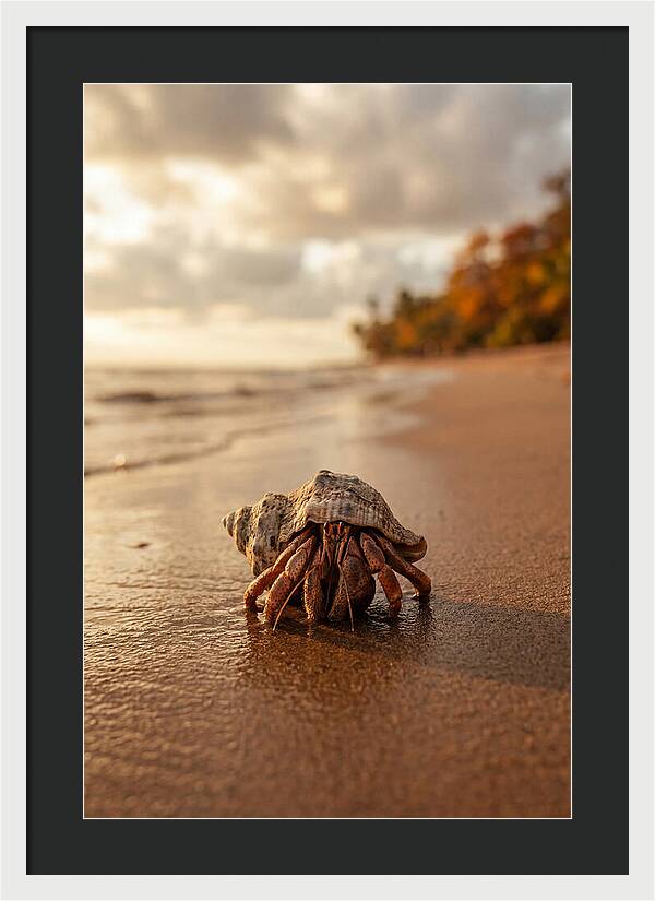 Hermit Crab On Sandy Beach