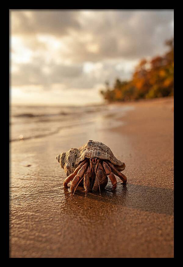Hermit Crab On Sandy Beach