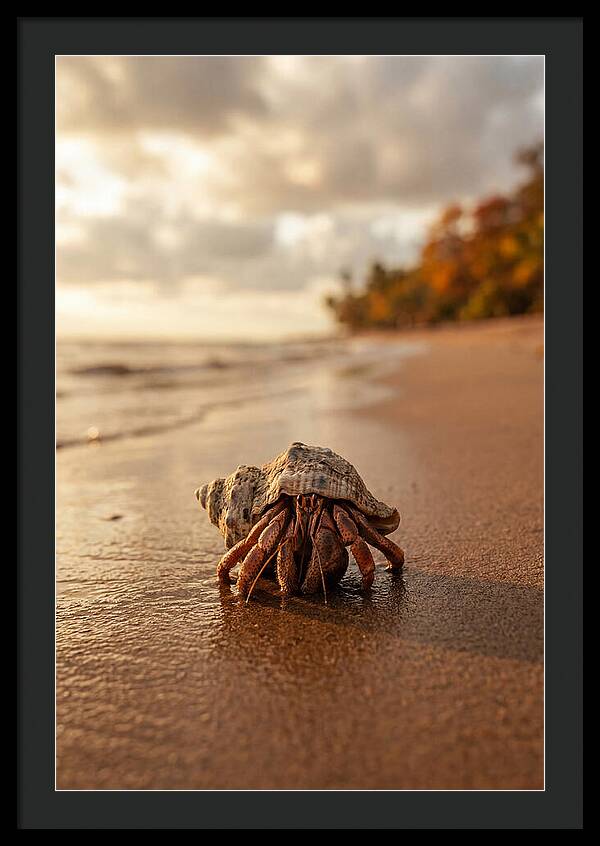 Hermit Crab On Sandy Beach