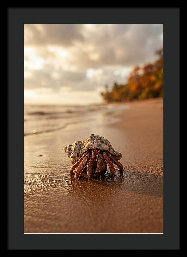 Hermit Crab On Sandy Beach