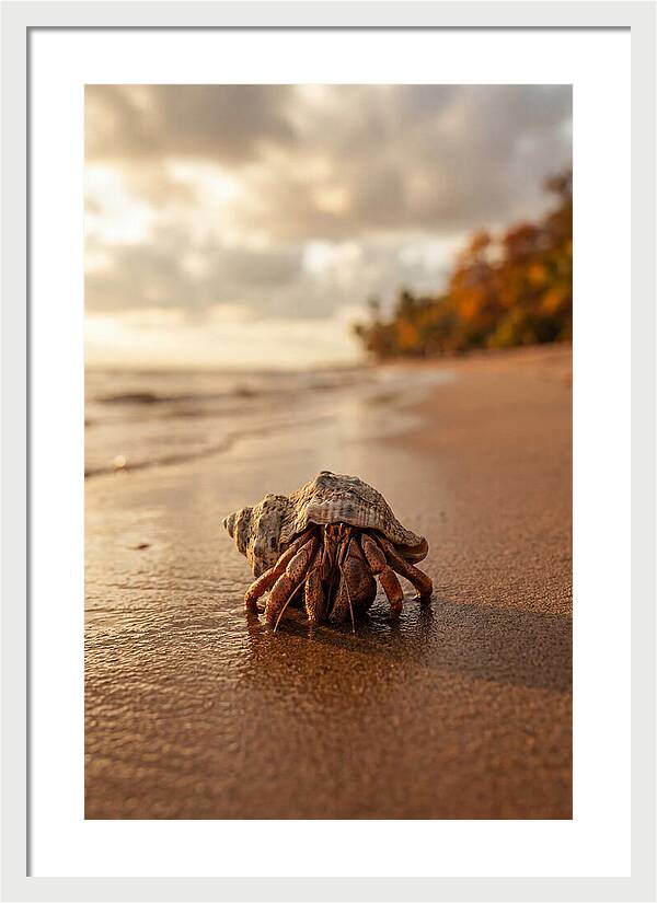 Hermit Crab On Sandy Beach