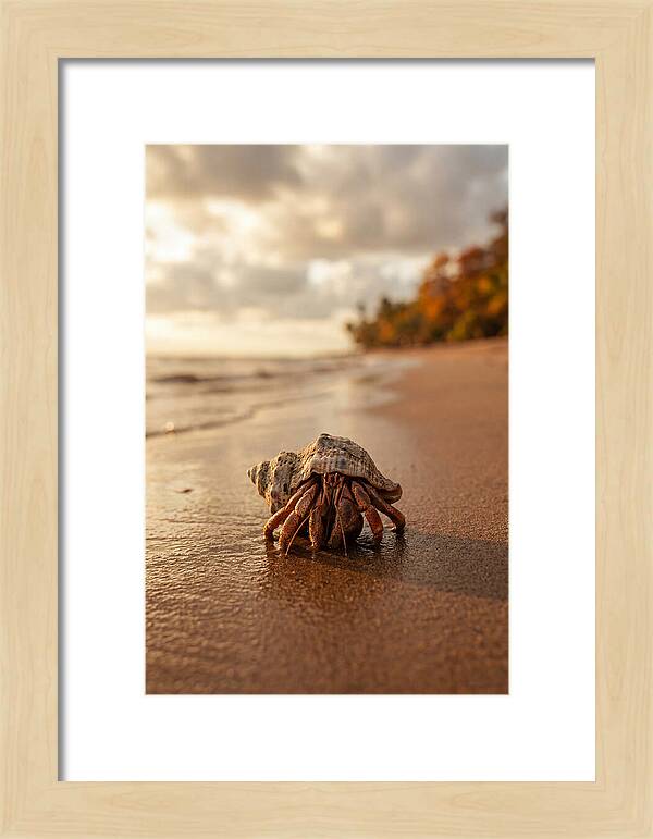 Hermit Crab On Sandy Beach