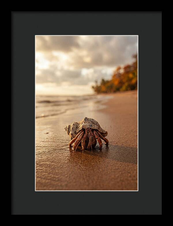 Hermit Crab On Sandy Beach