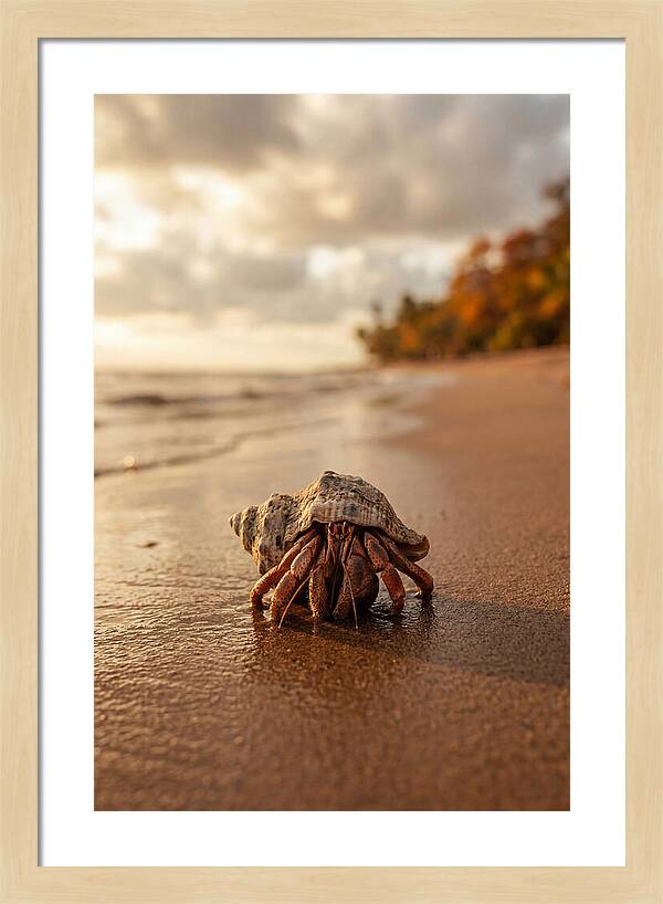 Hermit Crab On Sandy Beach