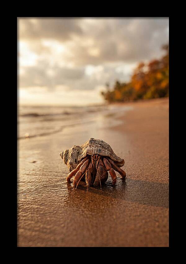 Hermit Crab On Sandy Beach