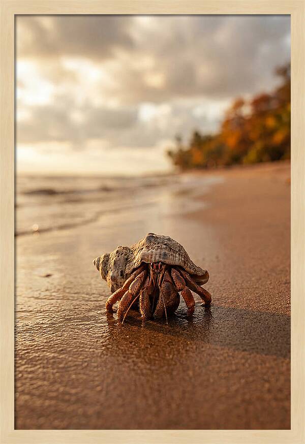 Hermit Crab On Sandy Beach