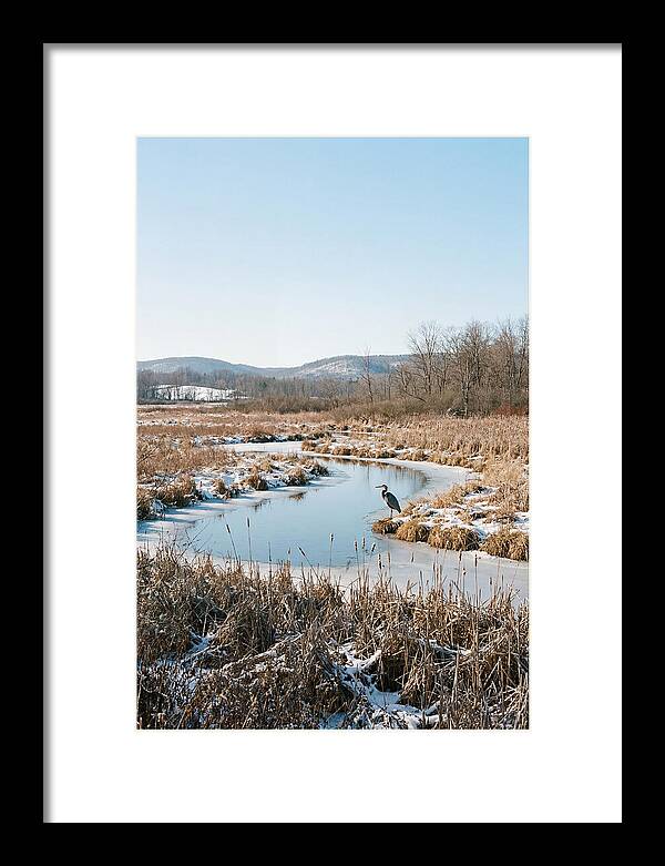 Heron In Winter Marsh