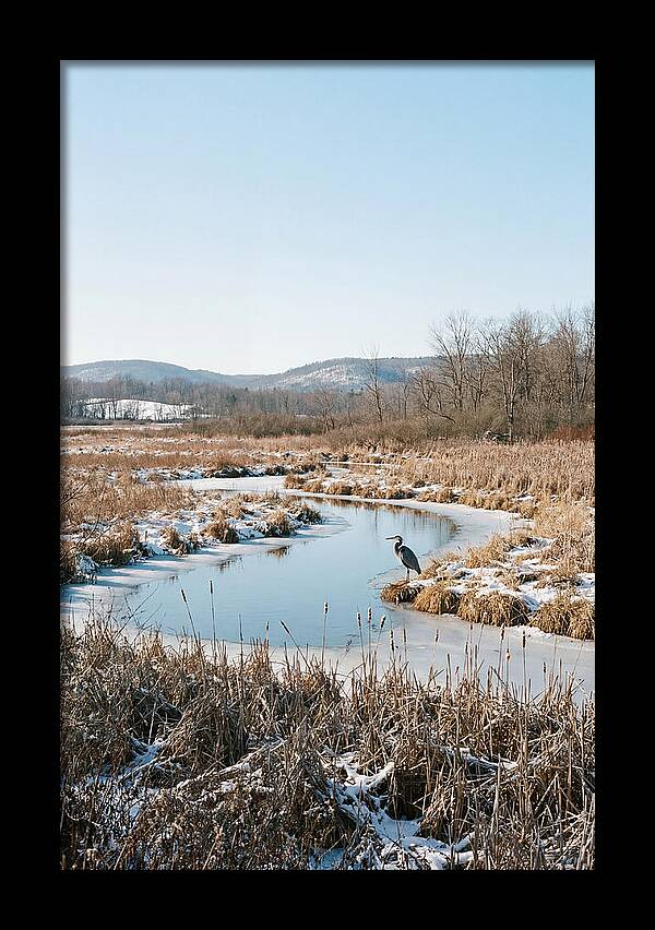 Heron In Winter Marsh