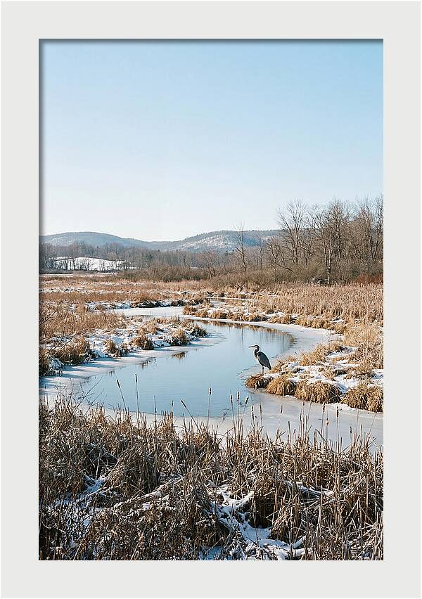 Heron In Winter Marsh