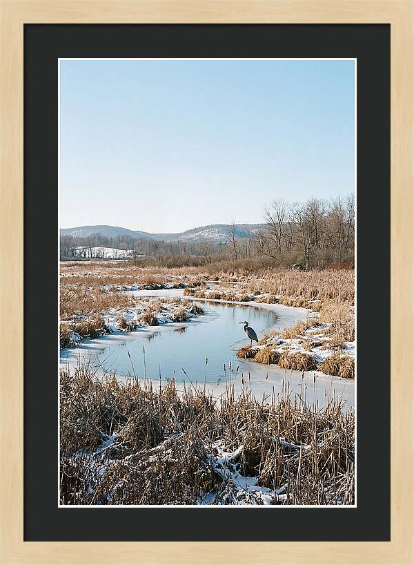 Heron In Winter Marsh