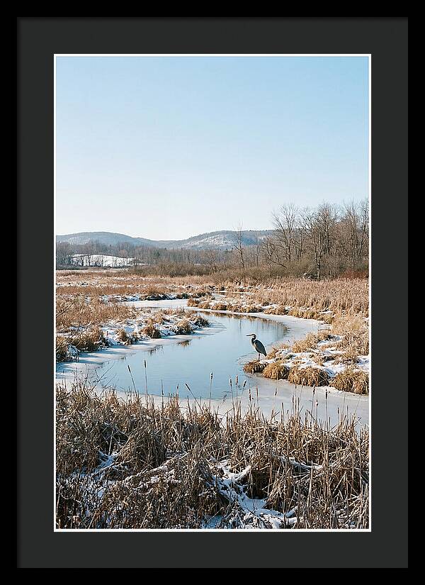 Heron In Winter Marsh
