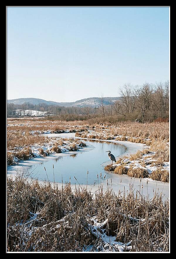 Heron In Winter Marsh