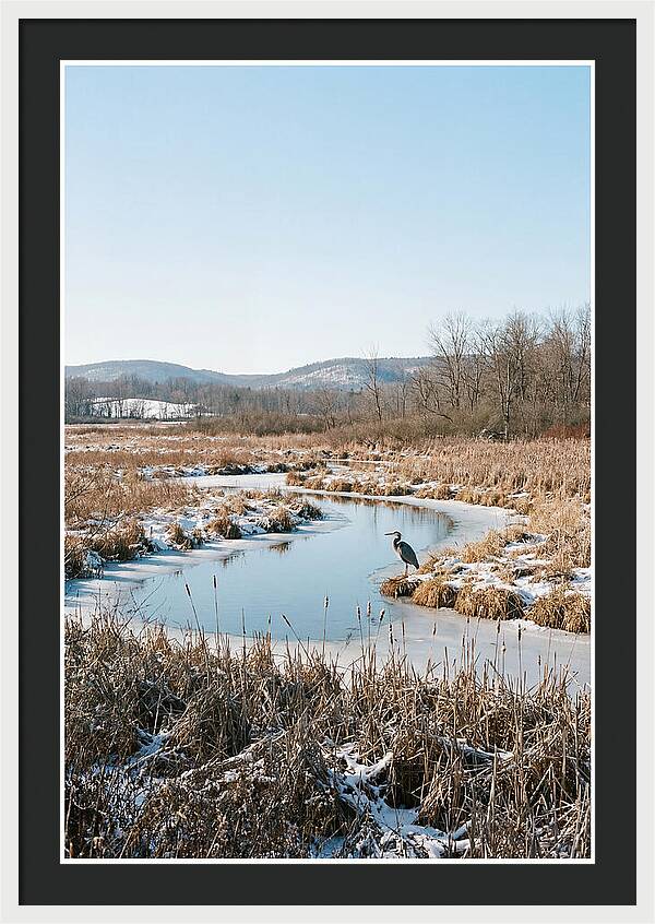 Heron In Winter Marsh