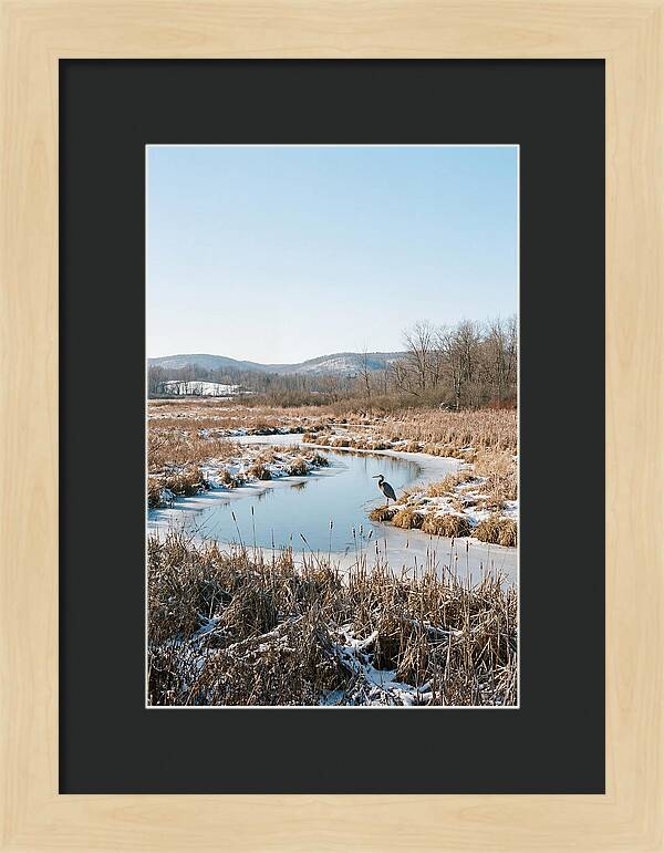 Heron In Winter Marsh