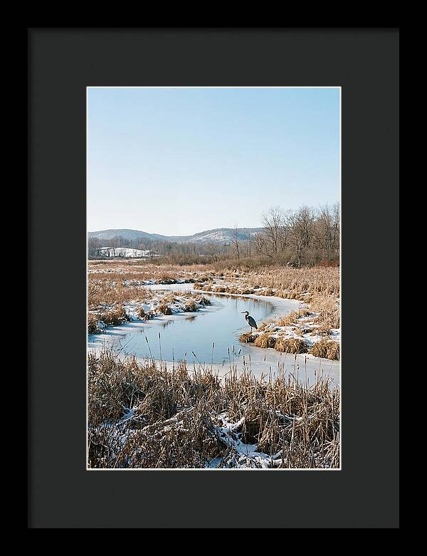 Heron In Winter Marsh
