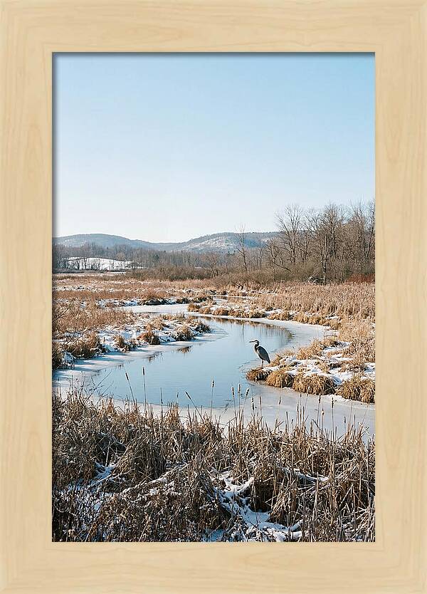 Heron In Winter Marsh
