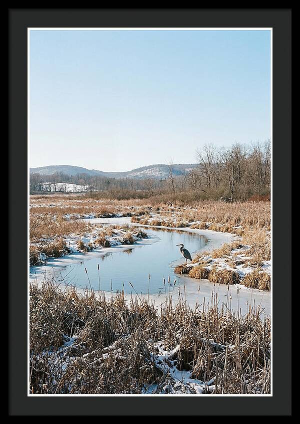 Heron In Winter Marsh