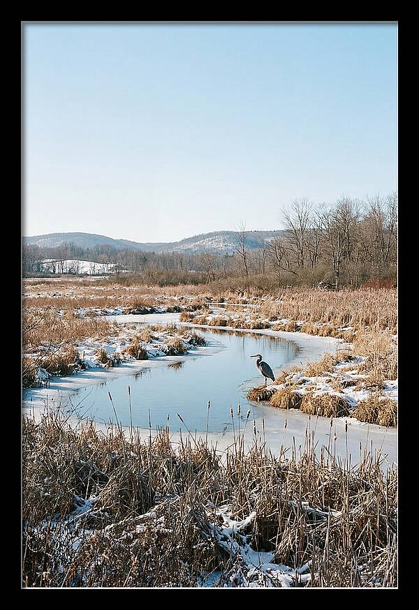 Heron In Winter Marsh
