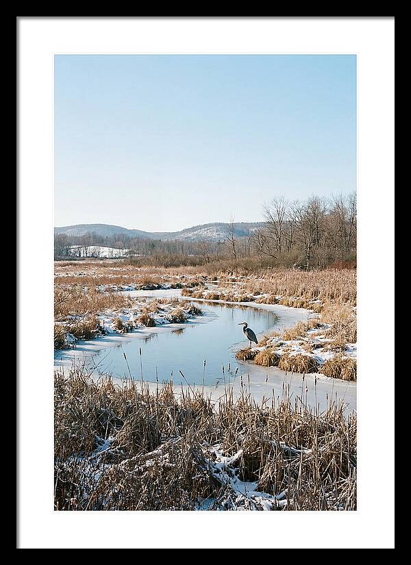 Heron In Winter Marsh