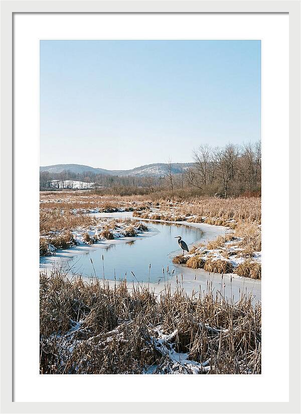 Heron In Winter Marsh