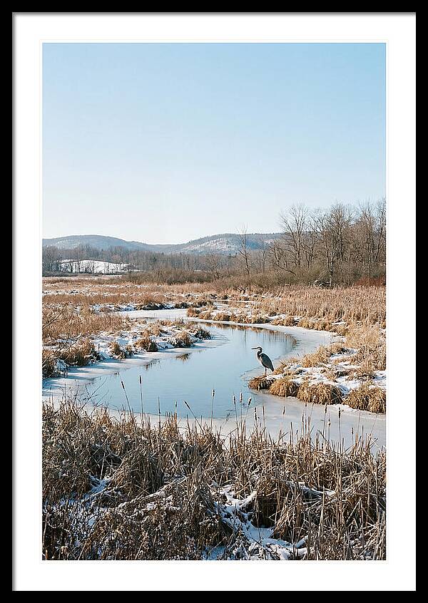 Heron In Winter Marsh